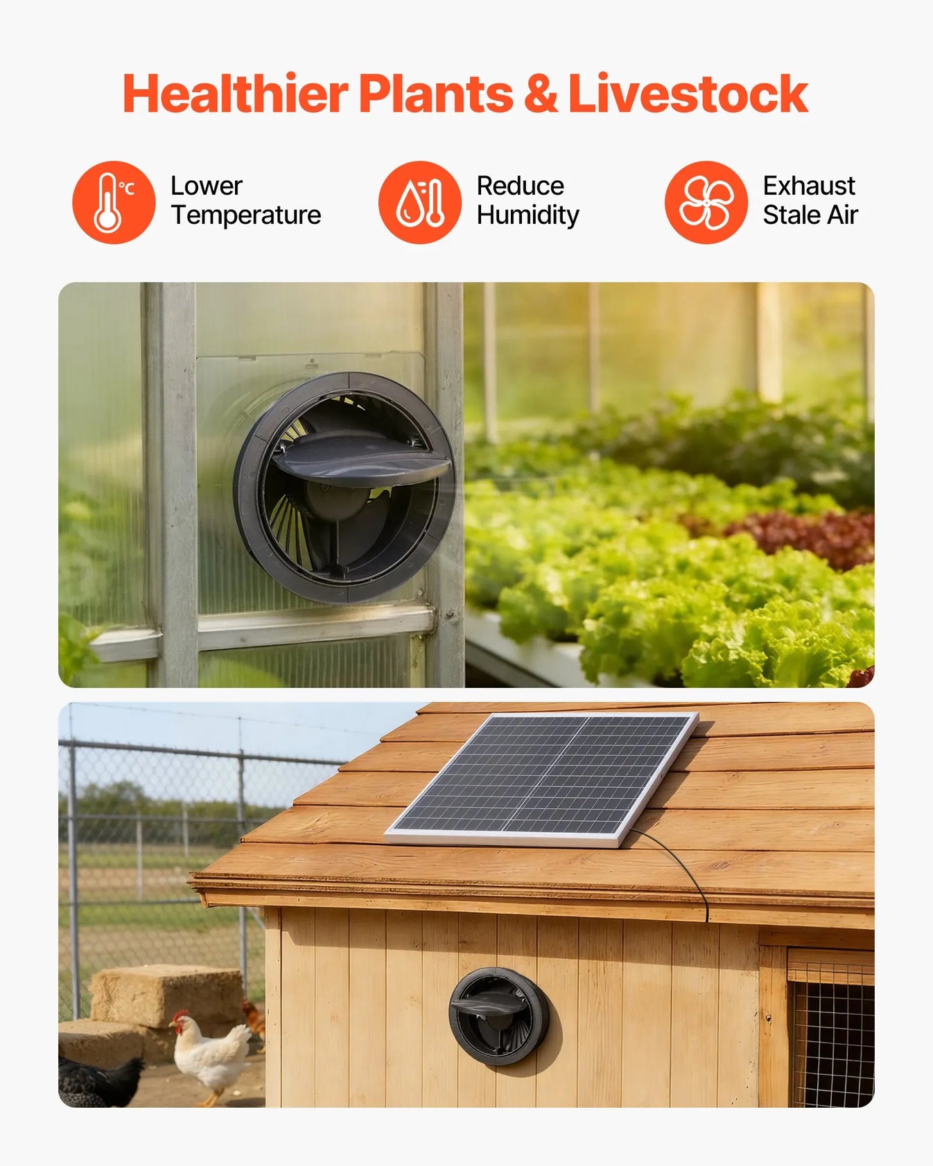 Two settings side by side: lettuce beds under glass, and a hen run